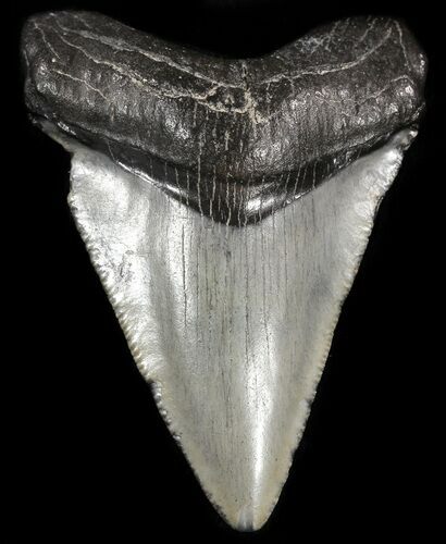 Juvenile Megalodon Tooth - South Carolina #49980
